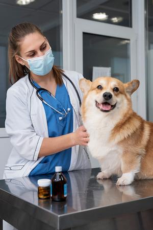 Vet Consultation